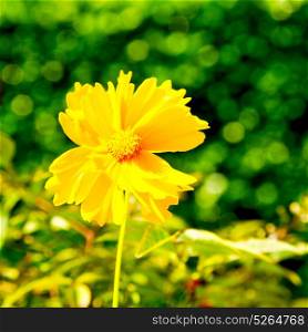 dasy in italy yellow flower field nature and spring