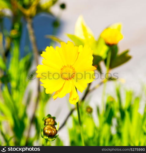 dasy in italy yellow flower field nature and spring