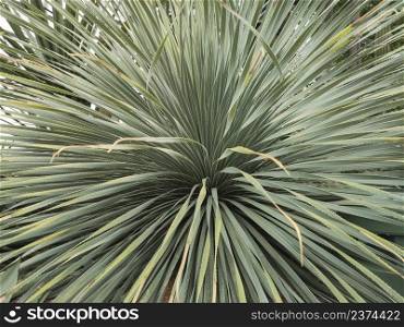 Dasylirion wheeleri. Desert Mexican plant with spiked long leaves.