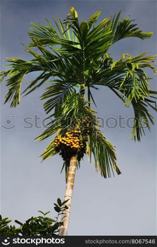 Date palm against the blue sky
