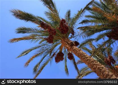 date palm at sun light