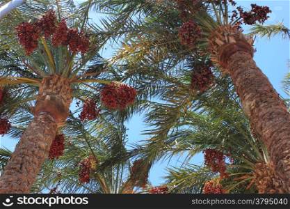 date palm at sun light