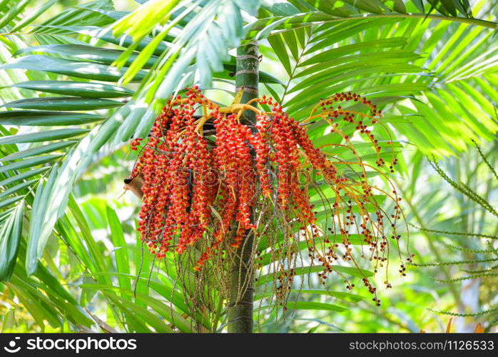 Date palm fruit ripe - Sealing wax palm on the tree