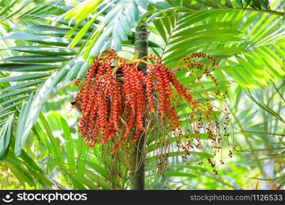 Date palm fruit ripe - Sealing wax palm on the tree