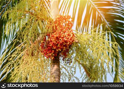 Date palm fruit - Sealing wax palm on the tree in the garden