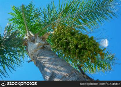 Date palm on a background of the sky close-up.