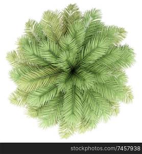 date palm tree isolated on white background. top view. 3d illustration
