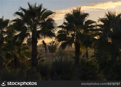 Date Palm trees at sunrise, Marrakesh, Morocco