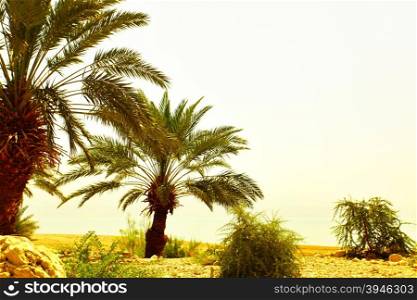 Date palms and stones, Arava desert, Israel