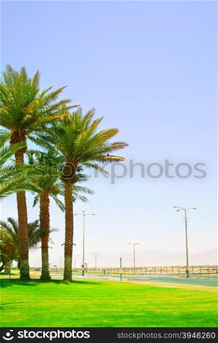 Date palms near highway. Eilat. Israel