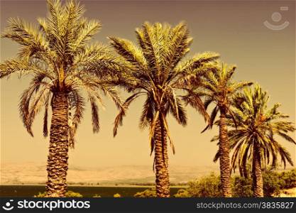 Date Palms on the Shore of the Sea of Galilee in Israel at Sunset, Vintage Style Toned Picture