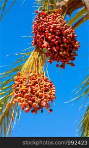 Dates are growing on a palm tree. Tenerife, Spain