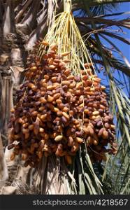 Dates on the palm tree in south part of Tunisia
