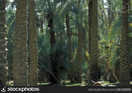 Dates Plantation in of the town and Oasis of Farafra in the lybian or western desert of Egypt in north africa. AFRICA EGYPT SAHARA FARAFRA OASIS