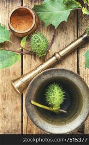Datura in retro brass mortar with pestle.Medicinal plant datura. Datura in herbal medicine