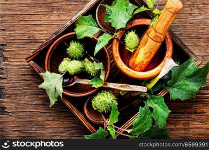 Datura plant , dope, stramonium or thorn-apple.Herbal medicine. Natural herbs medicine,datura