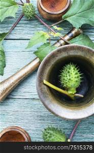 Datura stramonium or thorn apple in herbal medicine.Alternative medicine herbal. Datura in herbal medicine