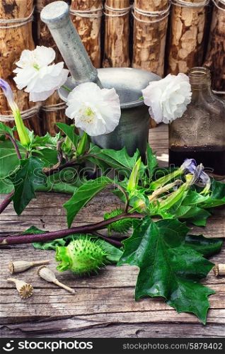 Datura Stramonium. Stems of herbaceous medicinal plants genus Datura Nightshade family with poppy seeds on the background mortar with pestle.Selective focus
