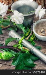 Datura Stramonium. Stems of herbaceous medicinal plants genus Datura Nightshade family with poppy seeds on the background mortar with pestle.Selective focus