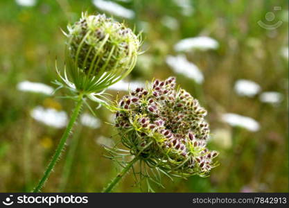 Daucus carota in bloom in a grassland in Zelhem, The Netherlands.