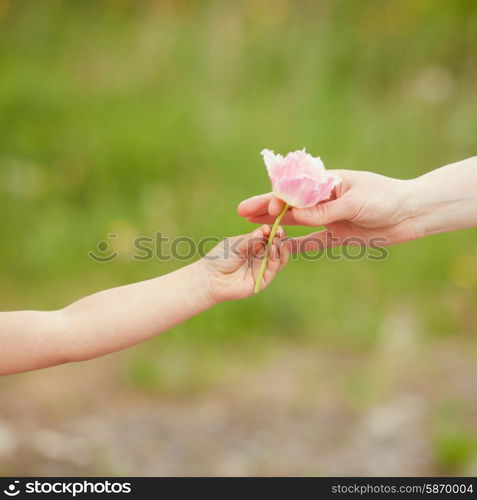 Daughter gives a flower for mom, Mothers day