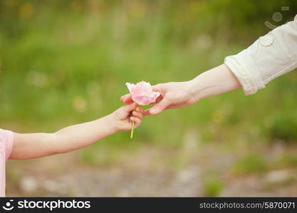 Daughter gives a flower for mom, Mothers day