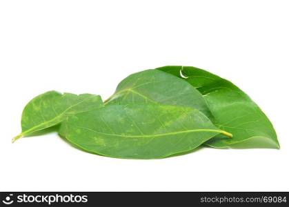 Daun Salam known as the Indonesian Bay Leaf