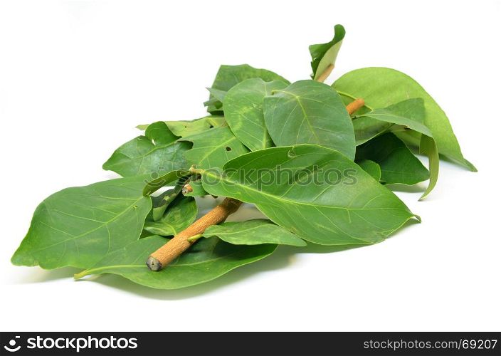 Daun Salam known as the Indonesian Bay Leaf