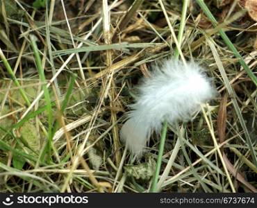 Daunenfeder im Gras. white, fluffy down feather in the grass