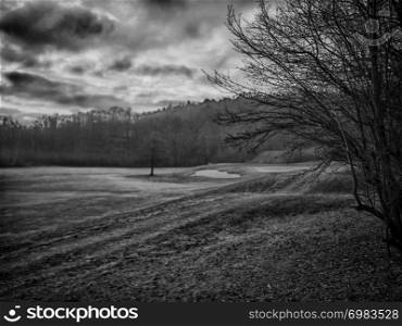 Dawn in the woods, hdr b&w landscape image