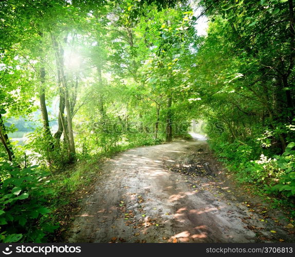 Dawn on the road in the forest in summer