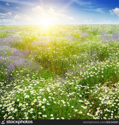 Dawn over scenic summer field with chamomile flowers and lavender.