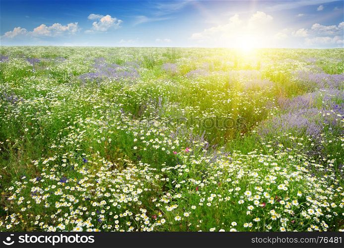 Dawn over the scenic summer field with chamomile flowers and lavender.