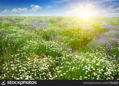Dawn over the scenic summer field with chamomile flowers and lavender.