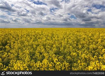 Day landscape with yellow rapeseed field and amazing sky with clouds