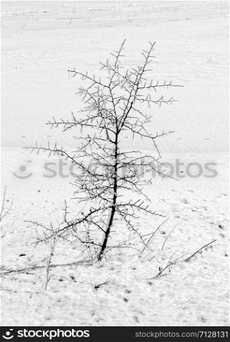Day view of beauty small tree in winter and branches covered with Ice..Vertical view