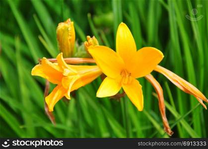 Daylily (Hemerocallis esculenta)