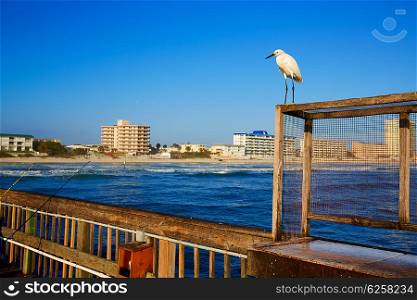 Daytona Beach in Florida shore from pier and sea bird USA