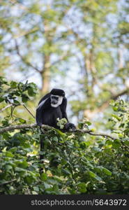 De Brazza monkey in treetops Cercopithectus neglectus