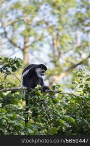 De Brazza monkey in treetops Cercopithectus neglectus