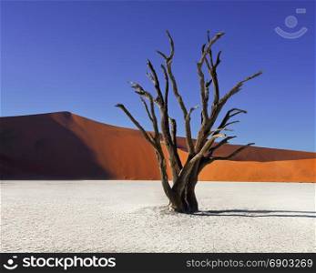 Dead Acacia Trees and Red Dunes of Deadvlei in Namib-Naukluft Park, Namibia