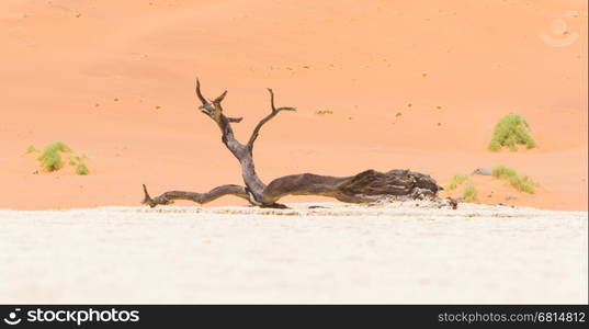 Dead acacia trees and red dunes of Namib desert, Deadvlei (Sossusvlei), Namibia