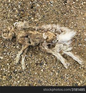 Dead and decomposed rabbit.
