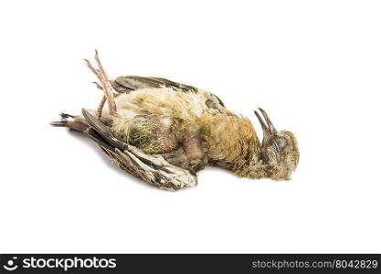 Dead bird close up, juvenile spotted dove, isolated on white background