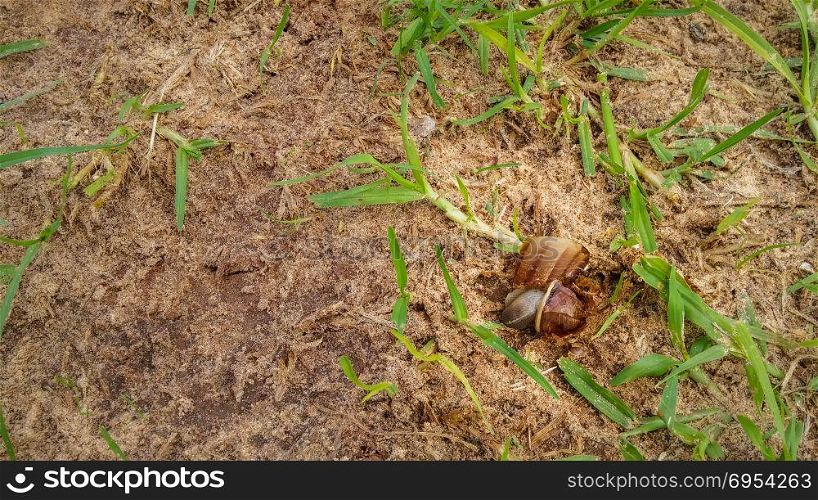 Dead brown snail with a broken shell land in the grass.