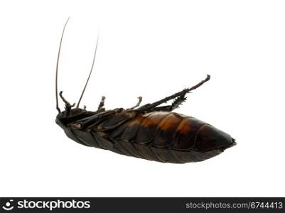 dead cockroach Madagascar isolated on white background