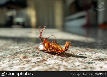 Dead cockroach on floor, pest control concept