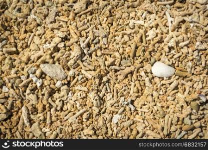 Dead coral and shells on a beach as background texture