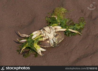 Dead crab on the beach, Victoria, Prince Edward Island, Canada