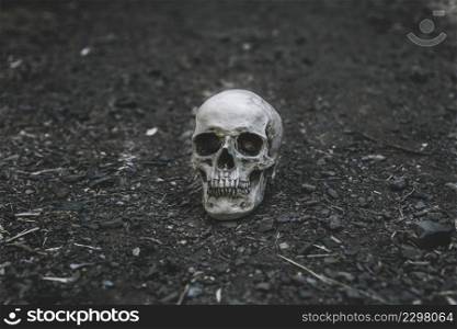 dead cranium placed grey soil